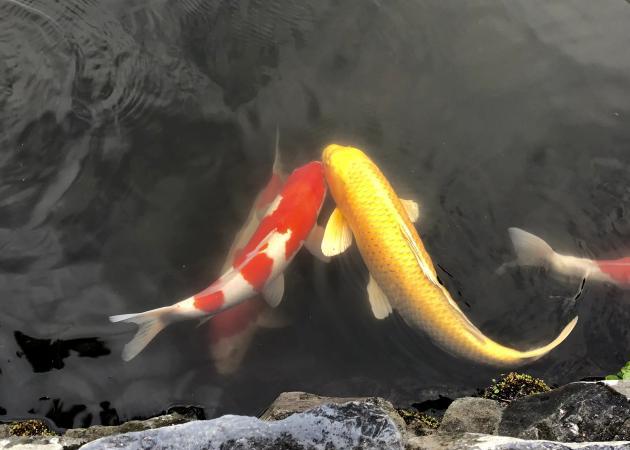 錦鯉池
