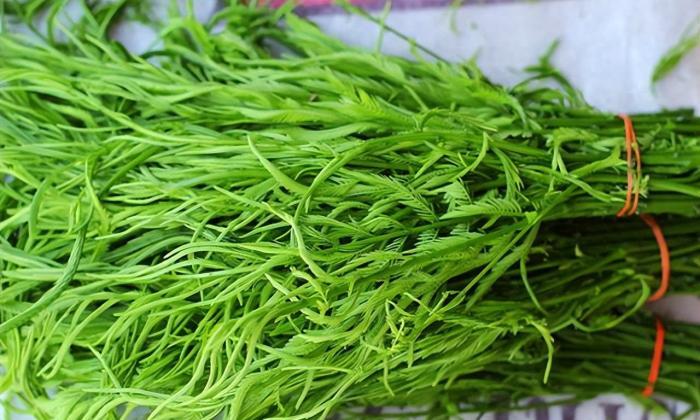 過貓龍鬚菜 過貓龍鬚菜